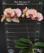 Chargez l'image dans la visionneuse de galerie, Phalaenopsis Joy Spring Canary 'Joy'