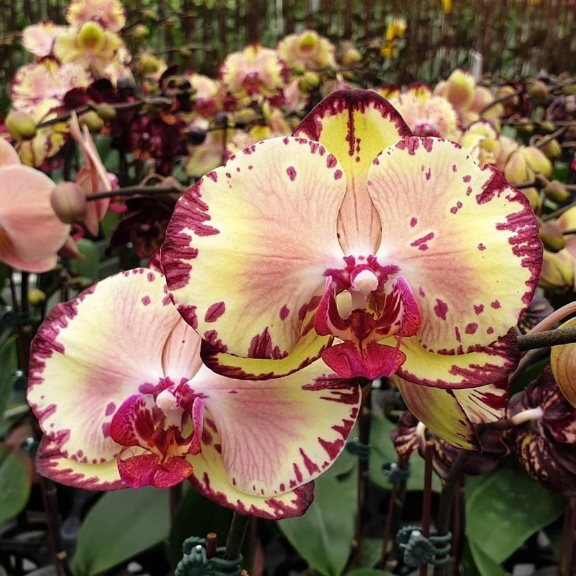 Phalaenopsis Joy Spring Canary 'Joy'
