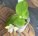 Carica l'immagine nel visualizzatore Galleria, Phalaenopsis Mituo Prince