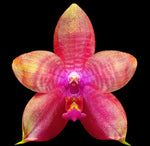 Carica l'immagine nel visualizzatore Galleria, Phalaenopsis Meidarland Kaiulani '704'