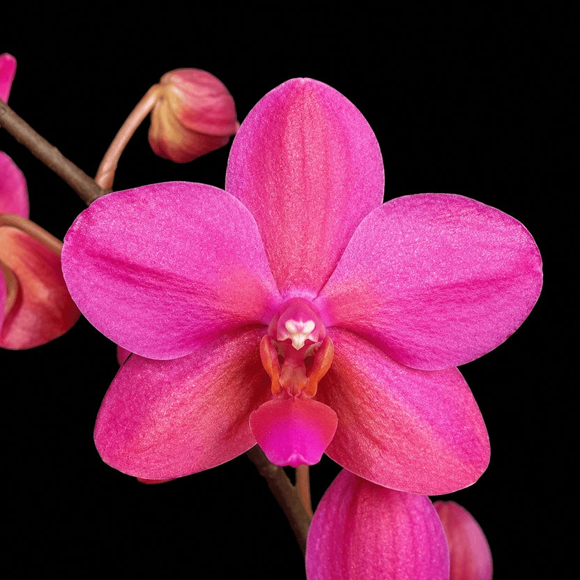 Phalaenopsis Buddha's Treasure '3385'