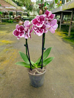 Carica l'immagine nel visualizzatore Galleria, Phalaenopsis Joy Spot - Big Lip