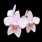 Carica l'immagine nel visualizzatore Galleria, Phalaenopsis gigantea 'Jumbo Orchids' × amabilis 'Jumbo Orchids'