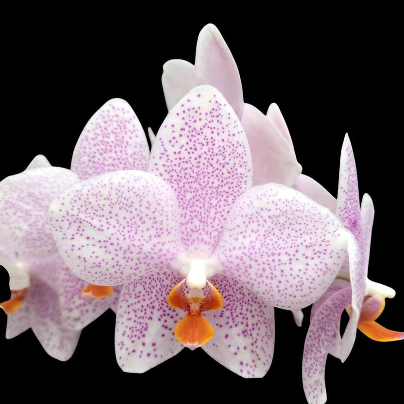 Phalaenopsis gigantea 'Jumbo Orchids' × amabilis 'Jumbo Orchids'