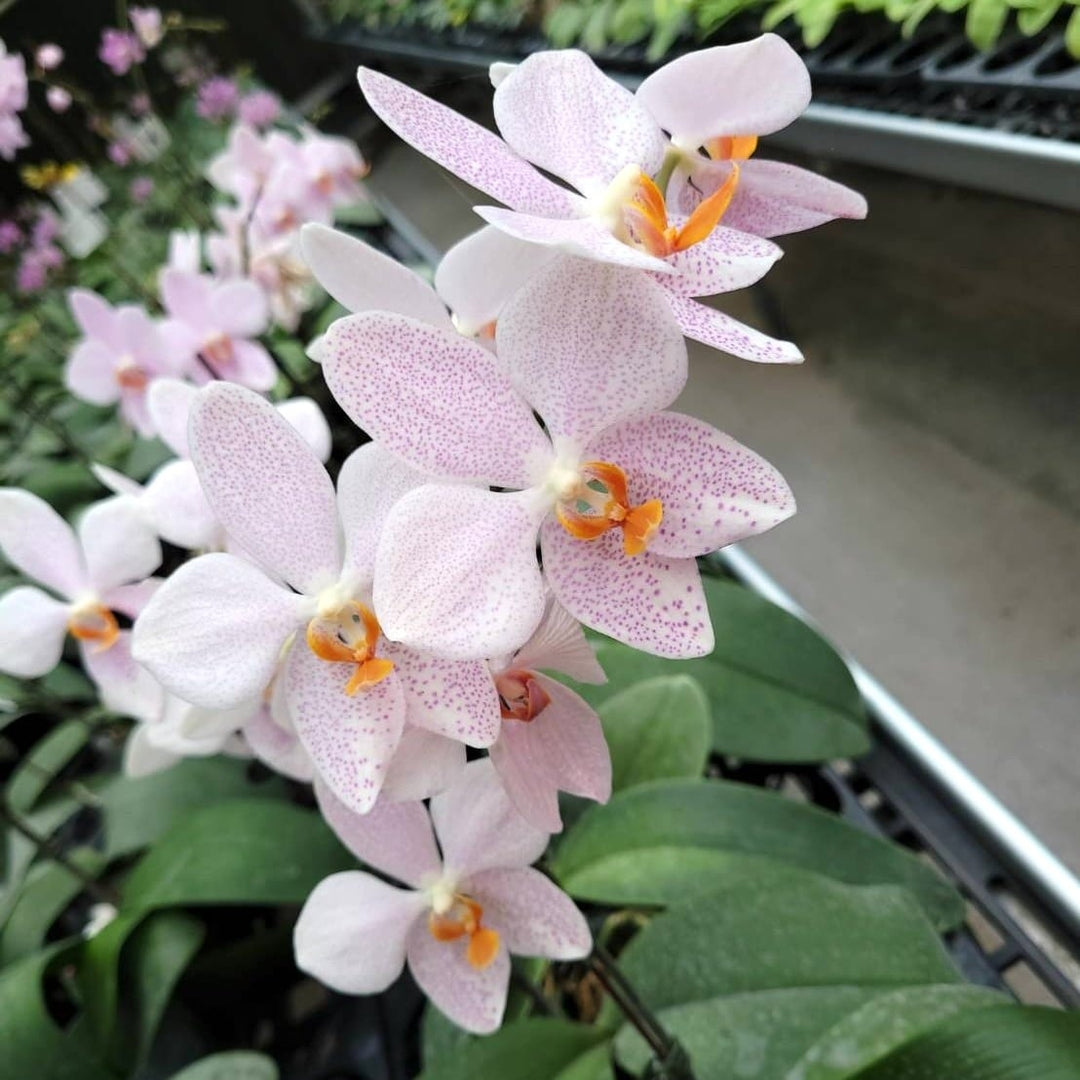 Phalaenopsis gigantea 'Jumbo Orchids' × amabilis 'Jumbo Orchids'