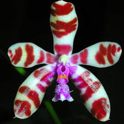 Phalaenopsis Lovely Mariae (Phal. mariae x bastanii)
