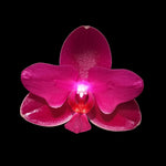 Carica l'immagine nel visualizzatore Galleria, Phalaenopsis Sogo Relex '2 eyes'