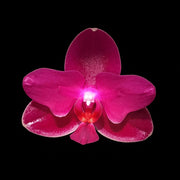 Phalaenopsis Sogo Relex '2 eyes'