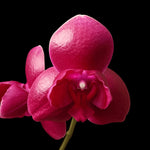 Carica l'immagine nel visualizzatore Galleria, Phalaenopsis Sogo Relex '2 eyes'