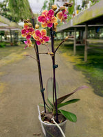 Carica l'immagine nel visualizzatore Galleria, Phalaenopsis Sogo Yellowtris - Peloric
