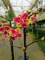 Carica l'immagine nel visualizzatore Galleria, Phalaenopsis Sogo Yellowtris - Peloric
