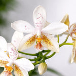 Carica l'immagine nel visualizzatore Galleria, Phalaenopsis Tetra Star '3283' (Phalaenopsis stuartiana x Phalaenopsis tetraspis)