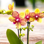 Load image into Gallery viewer, Phalaenopsis Tristar Peoker (Grosseto)