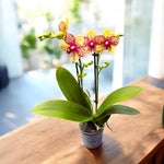 Load image into Gallery viewer, Phalaenopsis Tristar Peoker (Grosseto)