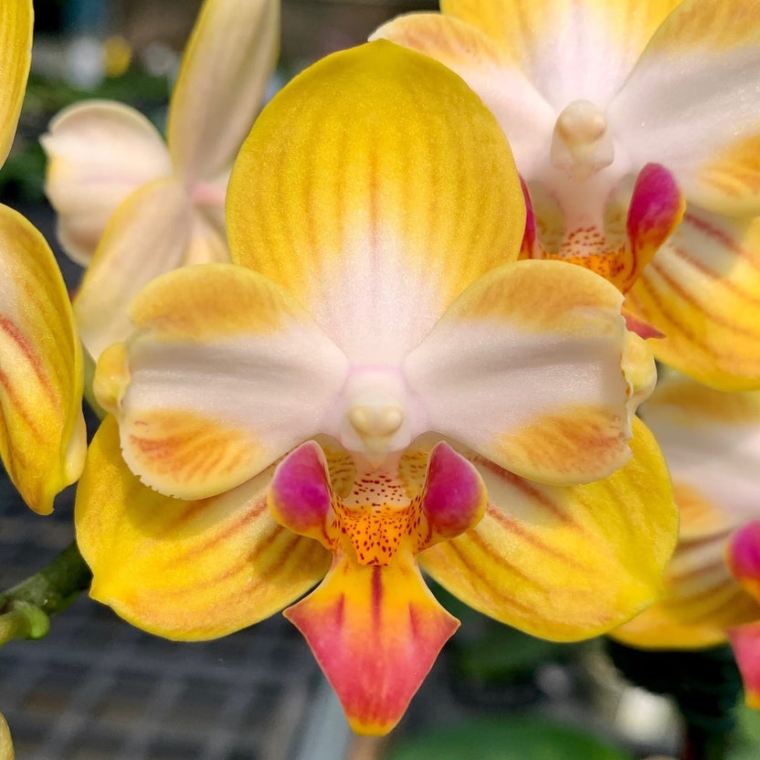 Phalaenopsis Yen Shuai Sweet Girl 'Promise' (peloric)