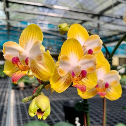Phalaenopsis Yen Shuai Sweet Girl 'Promise' (peloric)