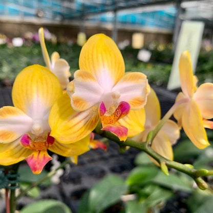 Phalaenopsis Yen Shuai Sweet Girl 'Promise' (peloric)