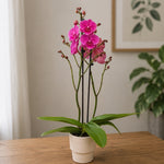 Carica l'immagine nel visualizzatore Galleria, Phalaenopsis Fuller's Goblin - Big Lip