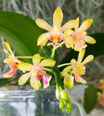 Chargez l'image dans la visionneuse de galerie, Phalaenopsis deliciosa