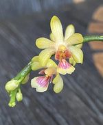 Chargez l'image dans la visionneuse de galerie, Phalaenopsis deliciosa