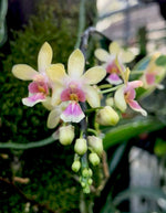 Chargez l'image dans la visionneuse de galerie, Phalaenopsis deliciosa