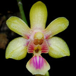Chargez l'image dans la visionneuse de galerie, Phalaenopsis deliciosa