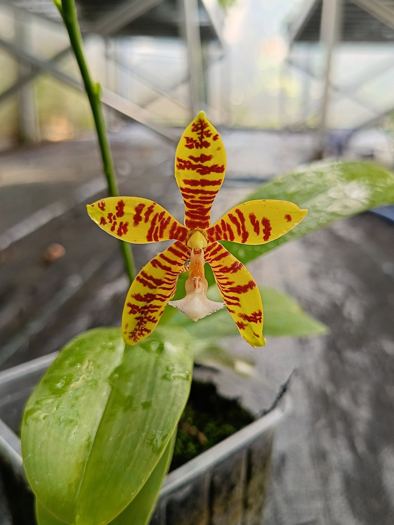 Phalaenopsis Doris Blomquist (amboinensis × pantherina)