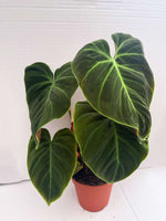 Carica l&#39;immagine nel visualizzatore Galleria, Philodendron El Choco Red
