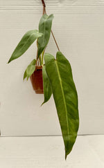 Carica l&#39;immagine nel visualizzatore Galleria, Philodendron Spiritus Sancti
