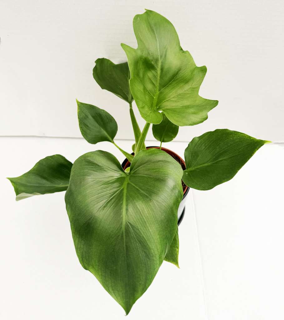 Philodendron warszewiczii