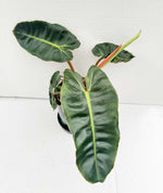 Carica l&#39;immagine nel visualizzatore Galleria, Philodendron billietiae
