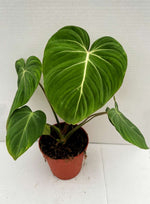 Carica l&#39;immagine nel visualizzatore Galleria, Philodendron gloriosum
