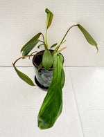 Carica l&#39;immagine nel visualizzatore Galleria, Philodendron joepii
