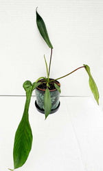 Carica l&#39;immagine nel visualizzatore Galleria, Philodendron joepii
