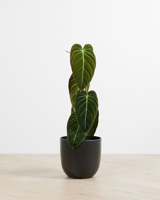 Philodendron melanochrysum