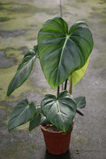 Carica l&#39;immagine nel visualizzatore Galleria, Philodendron pastazanum
