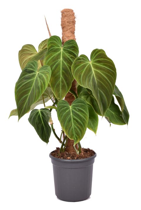 Philodendron Splendid (Melanochrysum x Verrucosum)