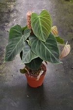 Carica l&#39;immagine nel visualizzatore Galleria, Philodendron Splendid (Melanochrysum x Verrucosum)
