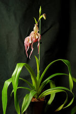Carica l&#39;immagine nel visualizzatore Galleria, Phragmipedium schroderae
