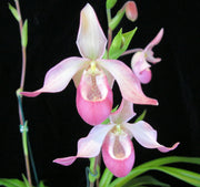 Phragmipedium Sedeni