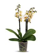 Carica l'immagine nel visualizzatore Galleria, Phalaenopsis Brother Pico Chip (Petite Pink × stuartiana)