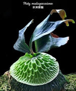 Carica l&#39;immagine nel visualizzatore Galleria, Platycerium Madagascariense
