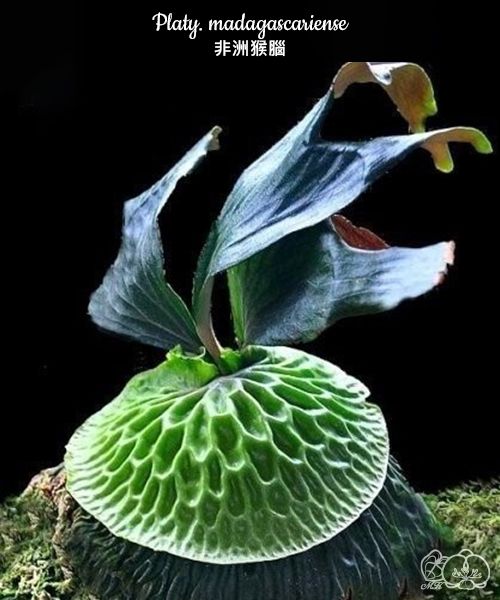 Platycerium Madagascariense