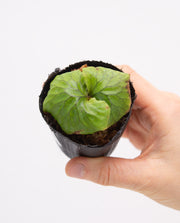 Platycerium Madagascariense