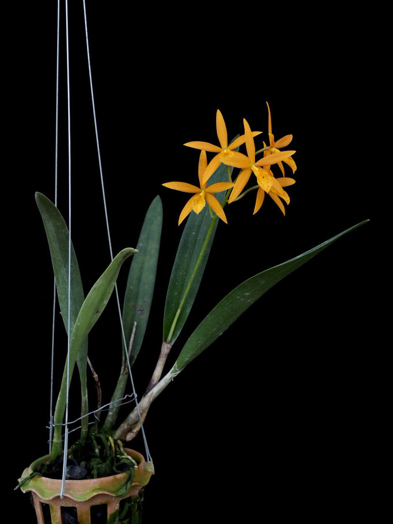 Procatavola Golden Peacock