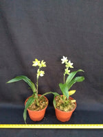 Carica l&#39;immagine nel visualizzatore Galleria, Promenaea (citrina x (Limelight x xanthina)) x Paradisanthus micranthus
