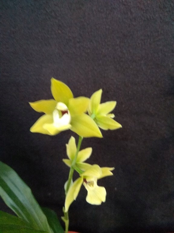 Promenaea (citrina x (Limelight x xanthina)) x Paradisanthus micranthus