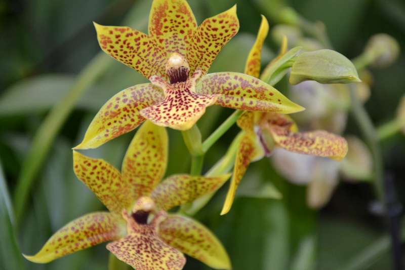 Propetalum Golden Bay