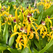 Encyclia vitellina x cochleata