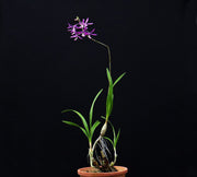 Pseudolaelia vellozicola